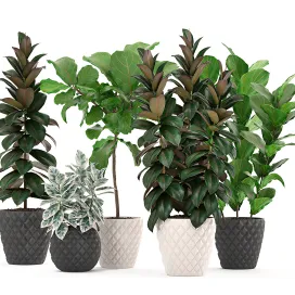 Collection of plants ficus